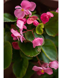 Experte sagt, sie ist „die disruptivste aktie der welt! Pin On Begonias