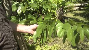 Image result for Intsia