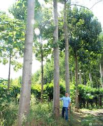 Павло́вния продолговатая, или павло́вния удлинённая — вид растений рода павловния (paulownia) семейства павловниевые (paulowniaceae). Pavloniya Rastenie Opisanie