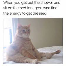 Pin On Cat Memes