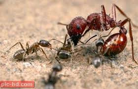 صور النمل معلومات عن النمل وطرق القضاء عليه Ants Wild Photography Insect Art