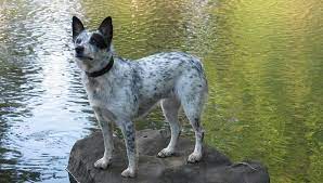 Blue Heeler Press Paws Bo The Blue Heeler And A Tanner Goods Collar The Blue Heeler Dogs Cattle Dogs Mix Austrailian Cattle Dog
