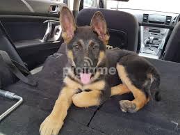 Puppies $300 (bemidji) pic hide this posting restore restore this posting. German Shepherd Gsd Puppies For Sale In Kitengela Pigiame