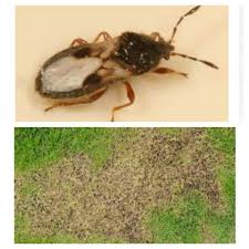 It's easier than you think to achieve the perfect lawn by putting it on a schedule. Do It Yourself Pest Control Home Facebook