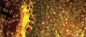 Image result for Eragrostis heteromera