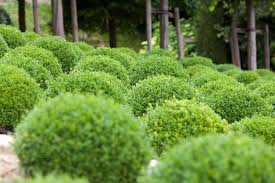 Image result for Buxus