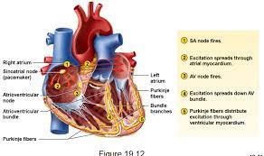 Hearts Conduction System In Order Cardiac Conduction System Nursing Study Guide Cardiovascular Heart Health Awareness