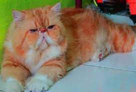 Untuk kisaran harga kucing persia flatnose mulai dari umur 3 bulan dihargai rp. Daftar Harga Kucing Persia Untuk Semua Jenis Dan Usia Yoadit Com