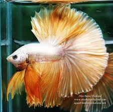 Nice Betta Thailand Co Ltd Betta Fish For Sale Siamese Fighting Fish In 2020 Betta Fish Siamese Fighting Fish Betta