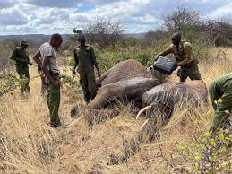 Injured wild elephant receives help from conservation team