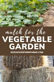 Best Mulches To Use In The Vegetable Garden Mulch For Vegetable Garden Garden Mulch Types Of Mulch