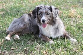 Hes yet to meet an animal or person he doesn't like. Miniature American Shepherd Wikipedia