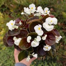Image result for Begonia