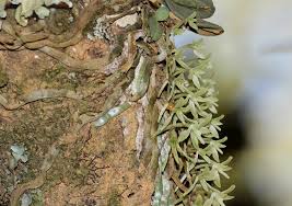 Image result for Angraecopsis