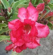 pin em adenium x mas time