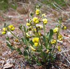 Image result for Crotalaria parvula
