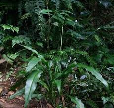 Image result for Chlorophytum sparsiflorum