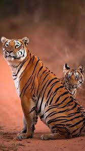 Cool animal wallpapers free download hd pictures for your desktop and mobile. Pin On Imagenes