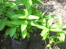 Two Year Old Common Milkweed Plants Milkweed Milkweed Plant Native Garden