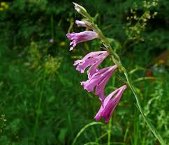 Image result for Gladiolus magnificus