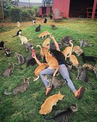 Those Who Know Me Personally Know Lanai Cat Sanctuary Is Where I Left My Heart Cat Sanctuary Crazy Cats Cats