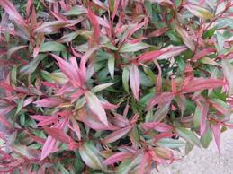 Image result for Agonis