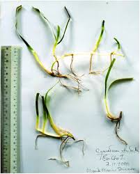 Image result for Thalassia hemprichii