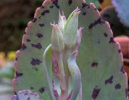 Spotted Kalanchoe Kalanchoe Marmorata Care And Propagation Information For Seed Giveaways Daily Tips And Plant Cacti And Succulents Plants Amazing Flowers