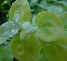 Image result for Helichrysum lastii