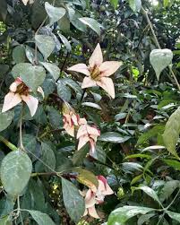 Image result for Rothmannia longiflora