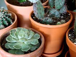 They could look a lot different than each other considering succulents are found in many different plant families so there's a good chance they would look the complete opposite of a cactus. What S The Difference Between Cacti And Succulents