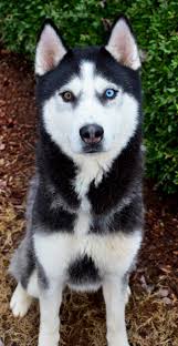Male Blue Eyes Black And White Husky Adopt Kobalt On Petfinder Husky Dogs Cute Husky Puppies Siberian Husky Dog