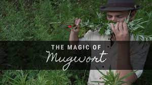 The Magic Of Mugwort Mugwort Herbalism Herbs For Health