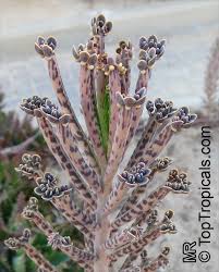 Image result for Bryophyllum tubiflorum