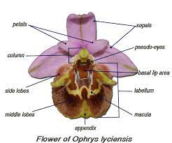 Labelled Flower Parts Of Ophrys Lyciensis Www Orkidelerimiz Com Eu Ophrys Eng Html Parts Of A Flower Orchid Flower Ways To Show Love