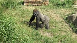 Tumbuhan yang menghasilkan beras : Mengenal Hewan Vertebrata Pengertian Ciri Habitat Klasifikasi Dan Contohnya