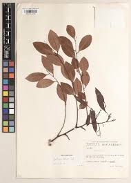 Image result for Dalbergia boehmii