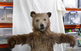 Realistic Grizzly Bear Costume Google Search Bear Costume Realistic Costumes Grizzly Bear