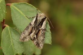 Image result for Hyppa rectilinea