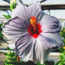 Pin On Hibiscus