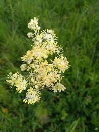 Image result for Thalictrum rhynchocarpum