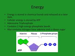 Check spelling or type a new query. Photosynthesis Objectives Describe The Structure Of A Chloroplast Ppt Download
