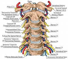 Fractures involving the bones of the hand can result in significant dysfunction. Cervical Spine Anatomy Neck