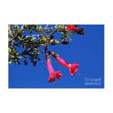 Cantuta is also called the sacred flower of the incas. Red Kantuta The National Flower Of Peru Photograph By James Brunker