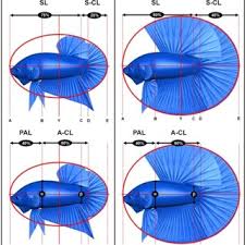 Jenis ikan cupang alam paling populer di dunia ikan cupang atau ikan betta ini merupakan salah satu jenis ikan hias air tawar yang sangat terkenal. Siti Murniasih S Research Works