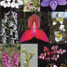 Image result for Disa ochrostachya