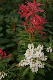 Image result for Pieris japonský debutante obrázek