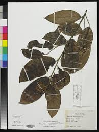 Image result for Maranthes goetzeniana