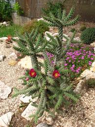 Image result for Opuntia imbricata