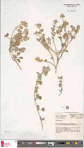 Image result for Ozoroa pwetoensis